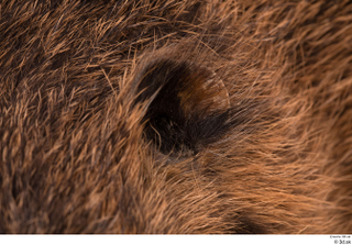 Nutria ear 0005.jpg